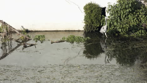 a heron standing and waiting for fish by plants in the waters of the rio lis river in leiria, portugal - wide shot