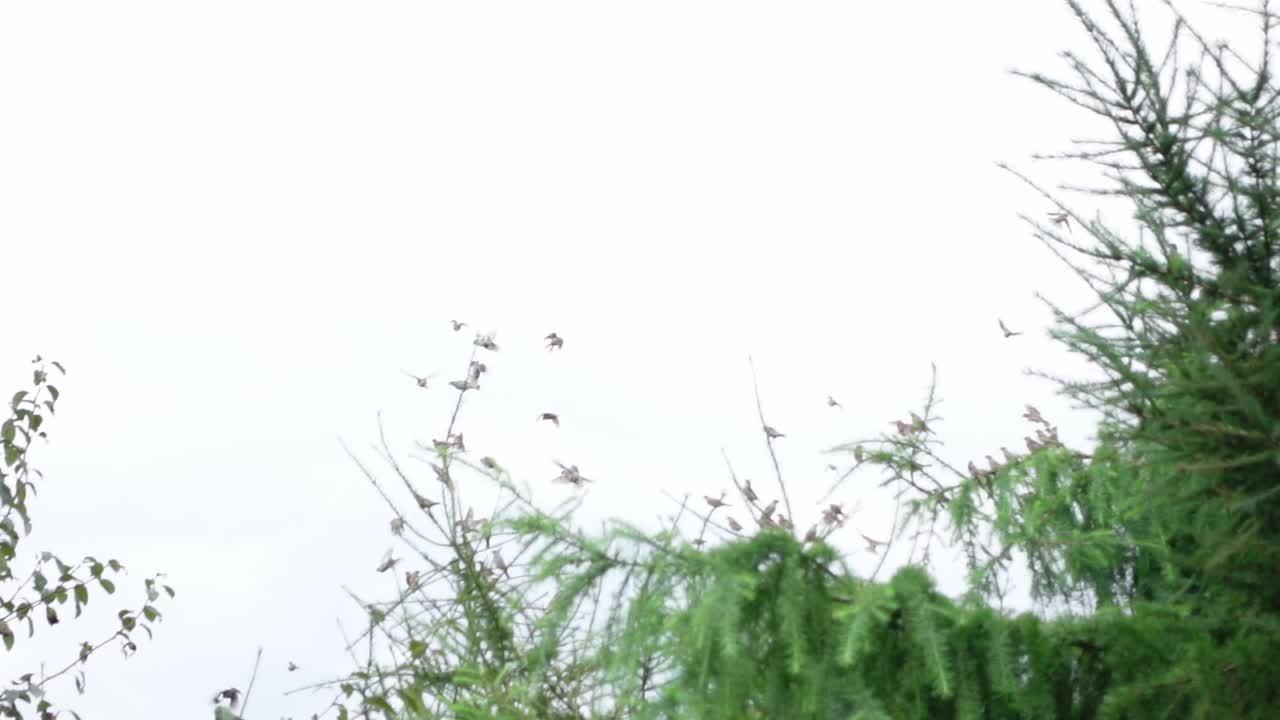 서서히 움직이는 밝은 날에 소나무에 날아오르고 착륙하는 새  ⁇ 의 휴대용 이동  ⁇