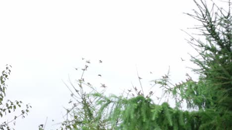 Handheld-moving-shot-of-a-flock-of-birds-flying-and-landing-on-a-pine-trees-on-a-bright-day-in-slow-motion