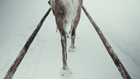 slow motion back shot of reindeer pulling a sleigh