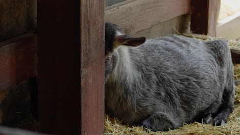 Shy-goat-hides