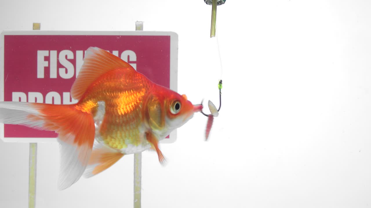 황금어가 패널 앞에서 수영하는 시 금지