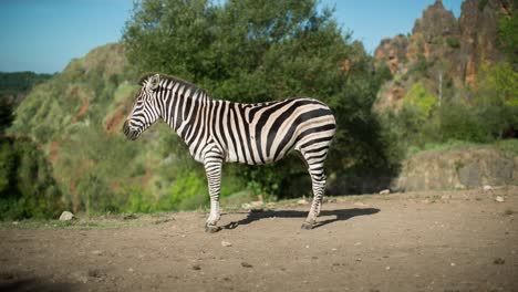 斑馬 (zebra) 14個國家