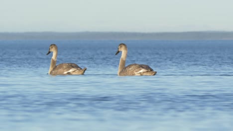 Höckerschwäne-Jungschwäne-Schwimmen-Ruhig-Auf-Großem-See---Weite-Totale