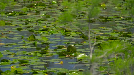 view of wetland swamp forest lake close up