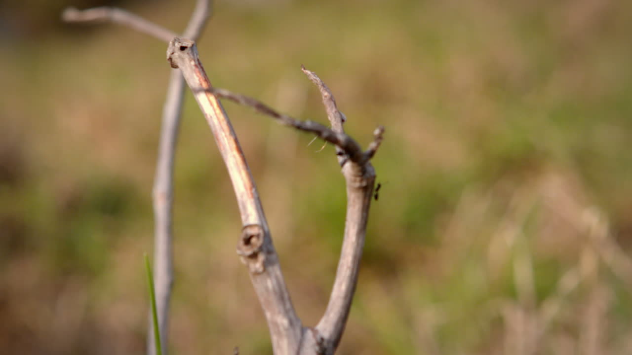 vista de cerca de un palo con insectos
