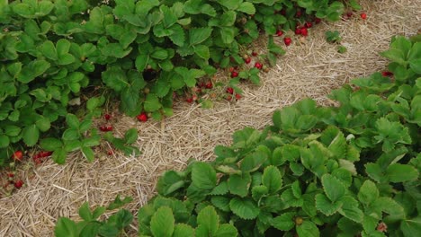 Estera-De-Paja-De-Campo-De-Fresas