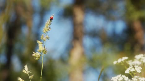 Mariquita-Columpiándose-En-Una-Brizna-De-Hierba