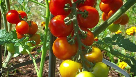 Reife-Kirschtomaten-In-Der-Sonne-–-Die-Essenz-Des-Sommers-–-Gemüsegarten,-Bio-Lebensmittel