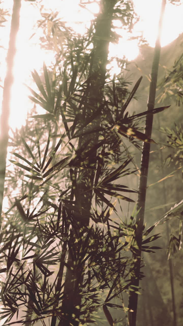 rayos de sol a través de un bosque de bambú