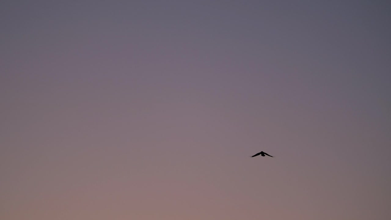 푸른 시간에 대항하여 날아다니는 실루 새 구름없는 하늘 슬로모