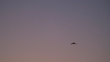 Silhouetten-Von-Vögeln,-Die-Slomo-Gegen-Den-Wolkenlosen-Himmel-Der-Blauen-Stunde-Fliegen