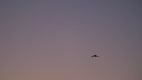 silhouetted birds flying against blue hour cloudless sky slomo