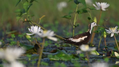 Jacana-De-Cola-De-Faisán-Con-Polluelos-En-Flor-De-Nenúfar