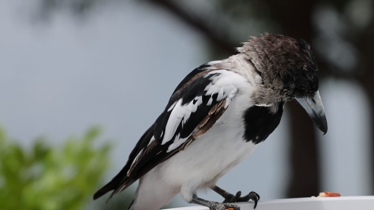 el pájaro come y observa los alrededores desde la percha