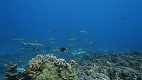 low angle shot of a big school of grey reef sharks patrolling a tropical coral reef in clear water, in the atoll of fakarava in the south pacific ocean around the islands of tahiti