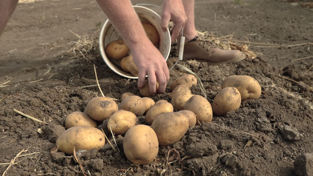 hombre poniendo patatas recién cosechadas en balde, primer plano con las manos