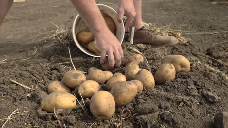 hombre poniendo patatas recién cosechadas en balde, primer plano con las manos