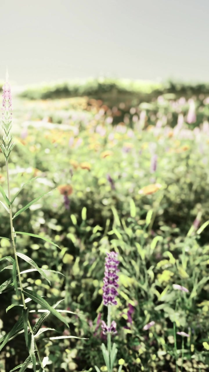 Fiori colorati sbocciano in un giardino in una giornata di sole con erba verde