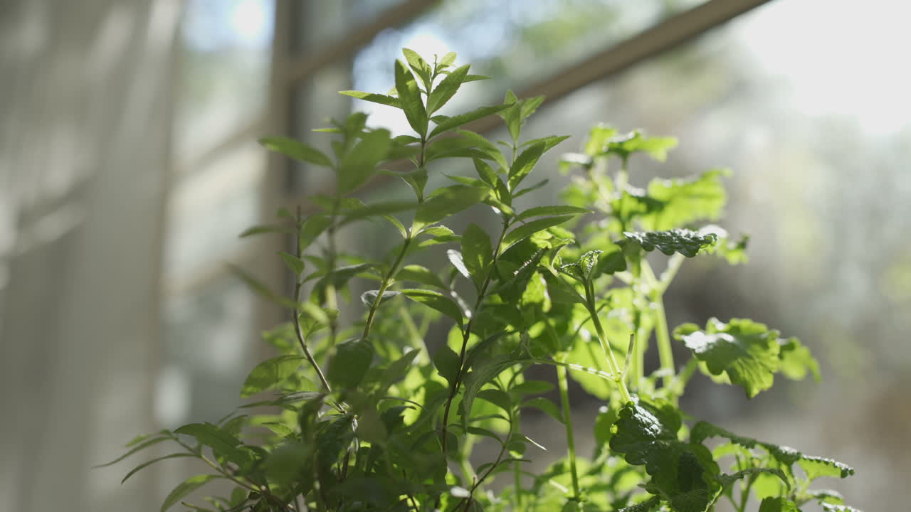 cu de mano tomando una hoja de una planta sentada en el apartamento