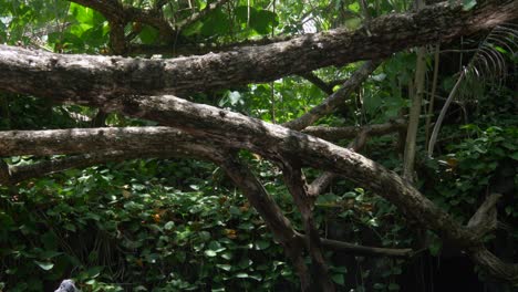 light reflecting from a thermal pool onto a jungle tree fallen and resting over the water