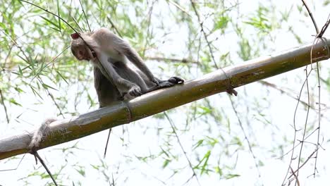 the long-tailed macaques are the easiest monkeys to find in thailand as they are present at temple complexes, national parks, and even villages and cities