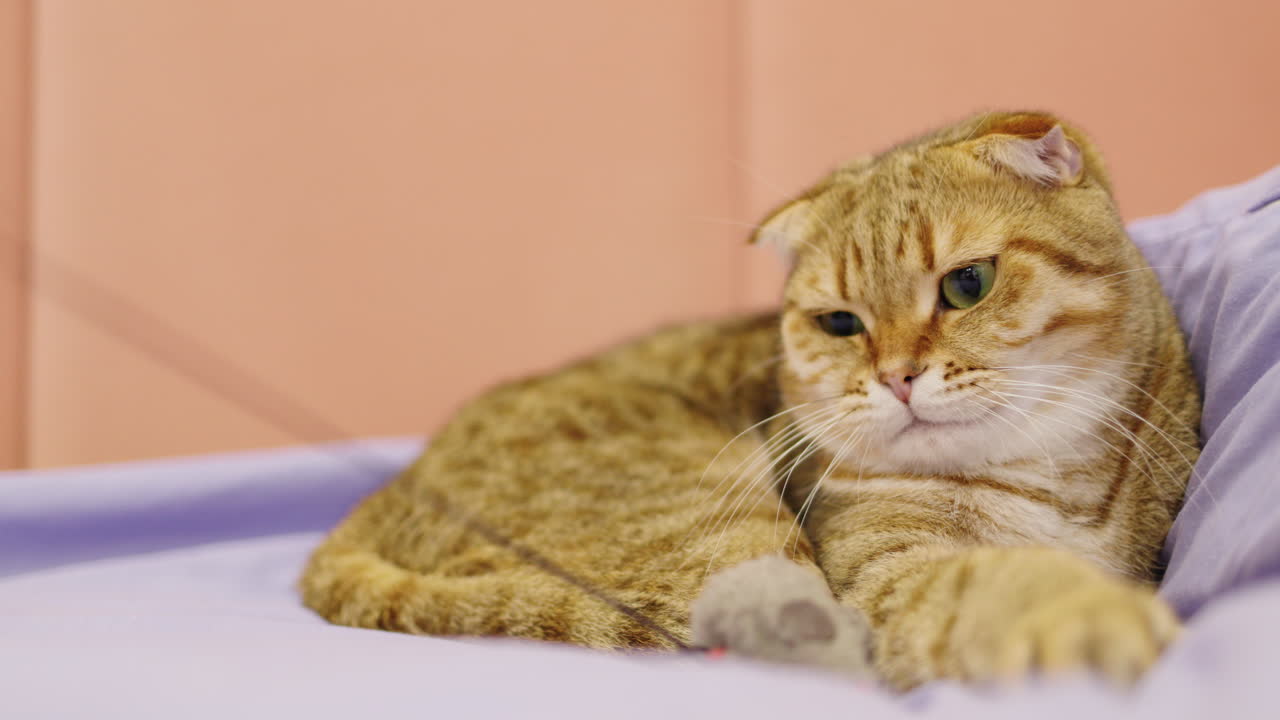 장난감 으로 놀고 있는 스코틀랜드 의 접은 고양이