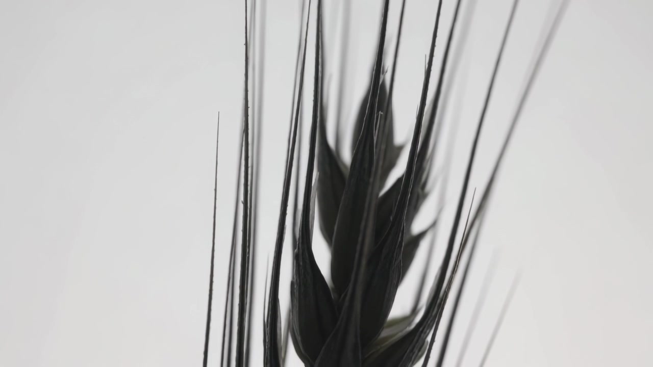 カメラが移動し、スタジオの背景にある小麦の穂に近づき、小穂と芒（のぎ）を露わにして質感を表現する様子。