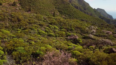 Discovering-Tenerife's-Hidden-Gems:-Hiking-in-Anaga-Rural-Park