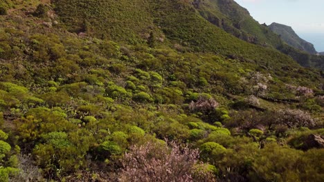 discovering tenerife's hidden gems: hiking in anaga rural park