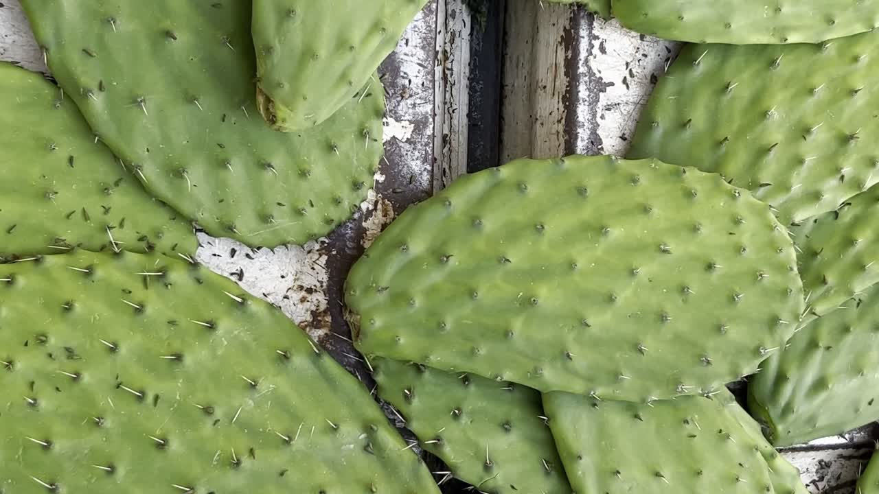 Cut leaves of Mexican prickly pear cactus with spikes