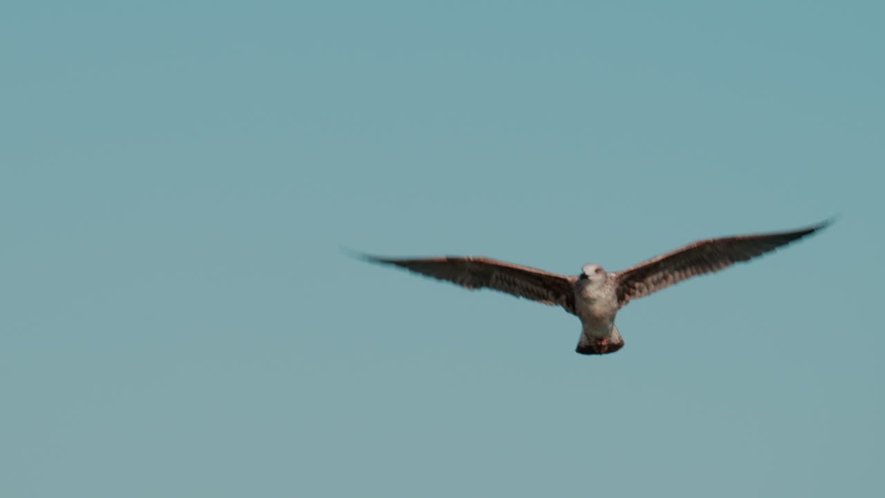 Close up of a seagull gliding through the air against a clear blue sky