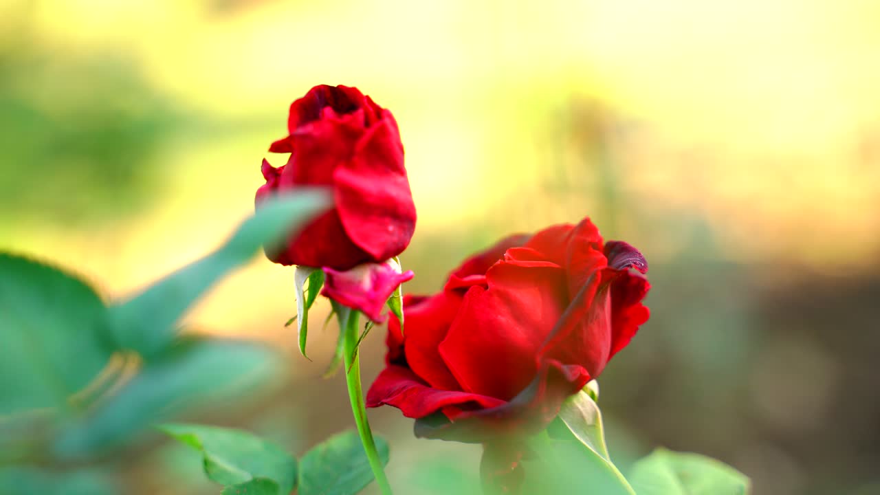 flor en el jardín brilló en sun-28