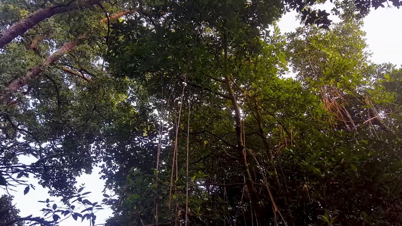 在偏遠熱帶島的雨林中, 望向森林的樹冠, 在荒野中, 成熟的, 高大的樹木,