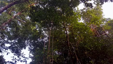 Mirando-Hacia-El-Dosel-Del-Bosque-En-El-Desierto-De-árboles-Maduros-Y-Altos-Con-Enredaderas-Colgando-En-La-Selva-Tropical-De-Una-Isla-Tropical-Remota