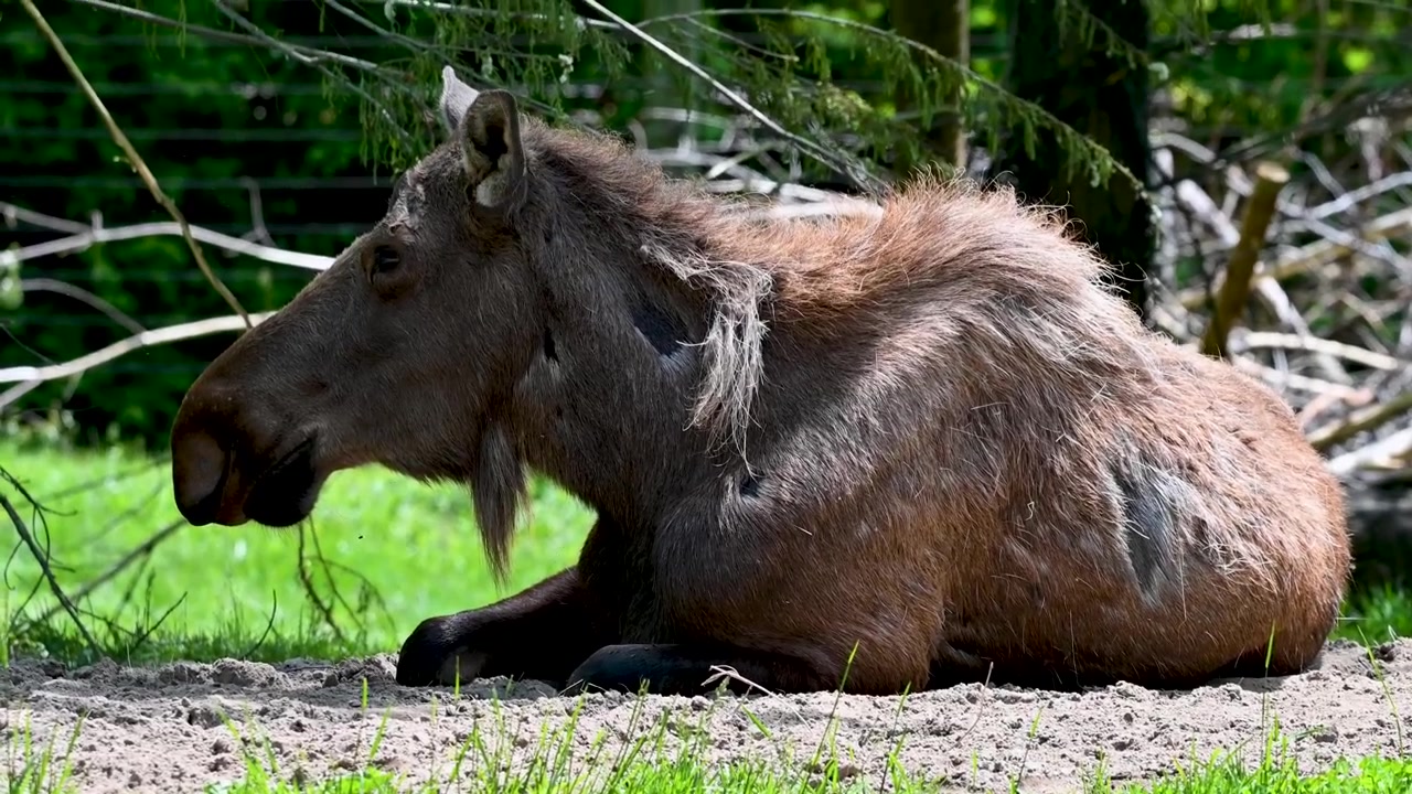 Alce che riposa a terra all'interno di un habitat naturale per la fauna selvatica allo Zoo di Columbus in una giornata di sole.