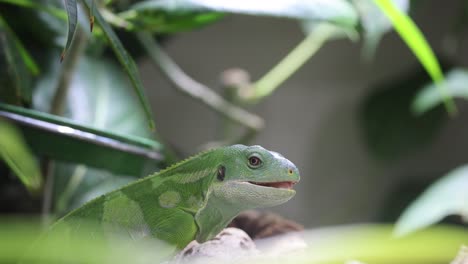 close up shot of green iguana lizard perched on branch between plants