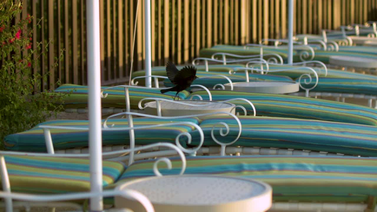 ⁇ 은 날개를 가진 검은 새 - 황금 시간 동안 hd에서 1,000fps로 날아다니고 있습니다.