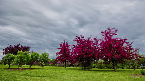 Static-shot-of-beautiful-pink-and-white-flowering-lilac-trees-in-a-floral-garden-on-a-cloudy-day-in-timelapse