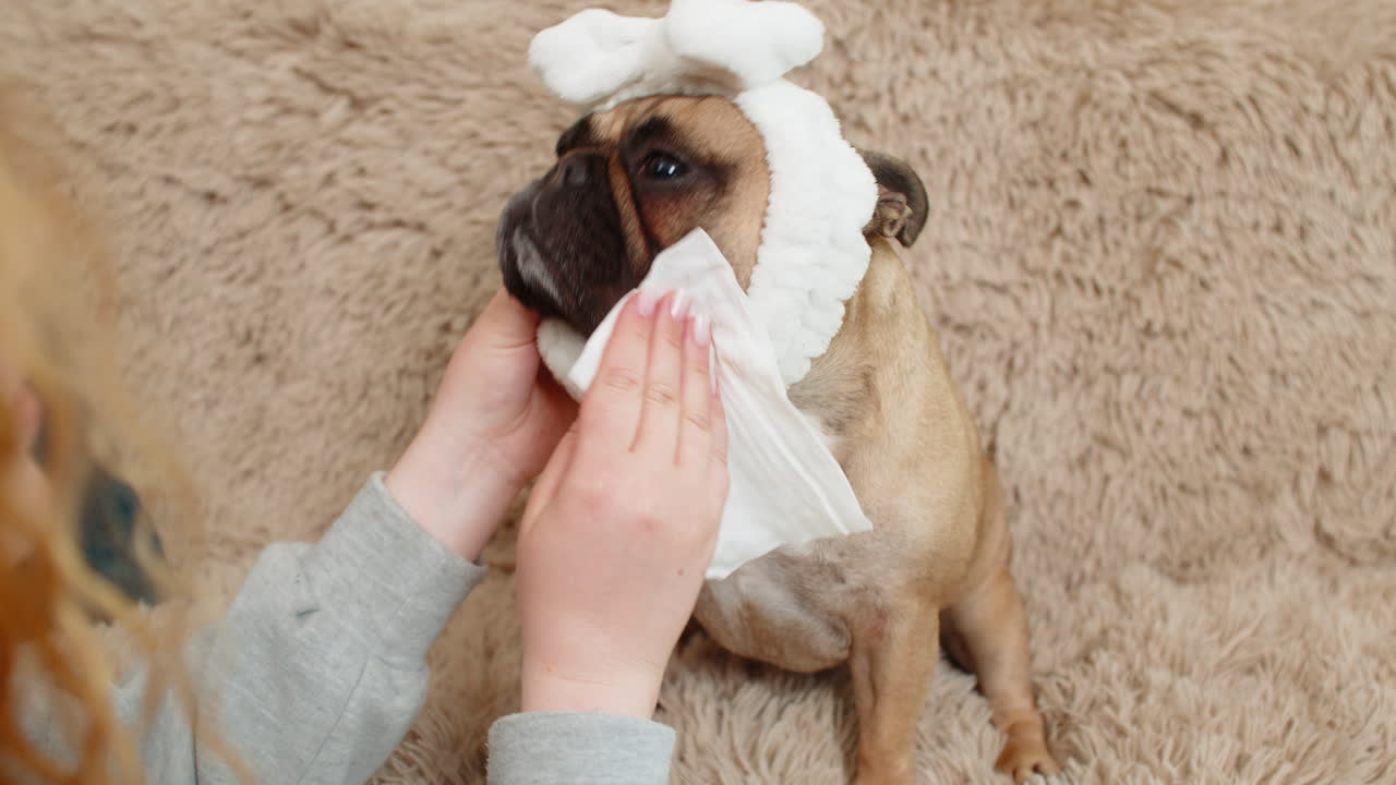 Hand wiping pug dog face with soft wet tissue on sofa gentle cleaning care with calm relaxed pet