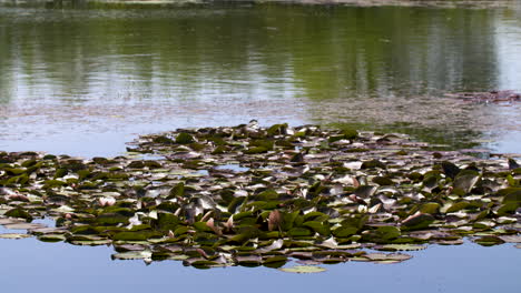 water lilies on the water of a swamp in western europe