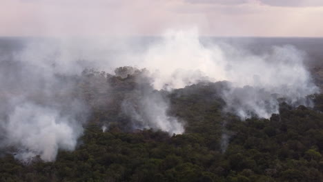 el bosque amazónico en llamas
