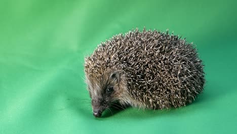 3d animation showing the anatomy of a hedgehog, highlighting its body structure, organs, and unique features