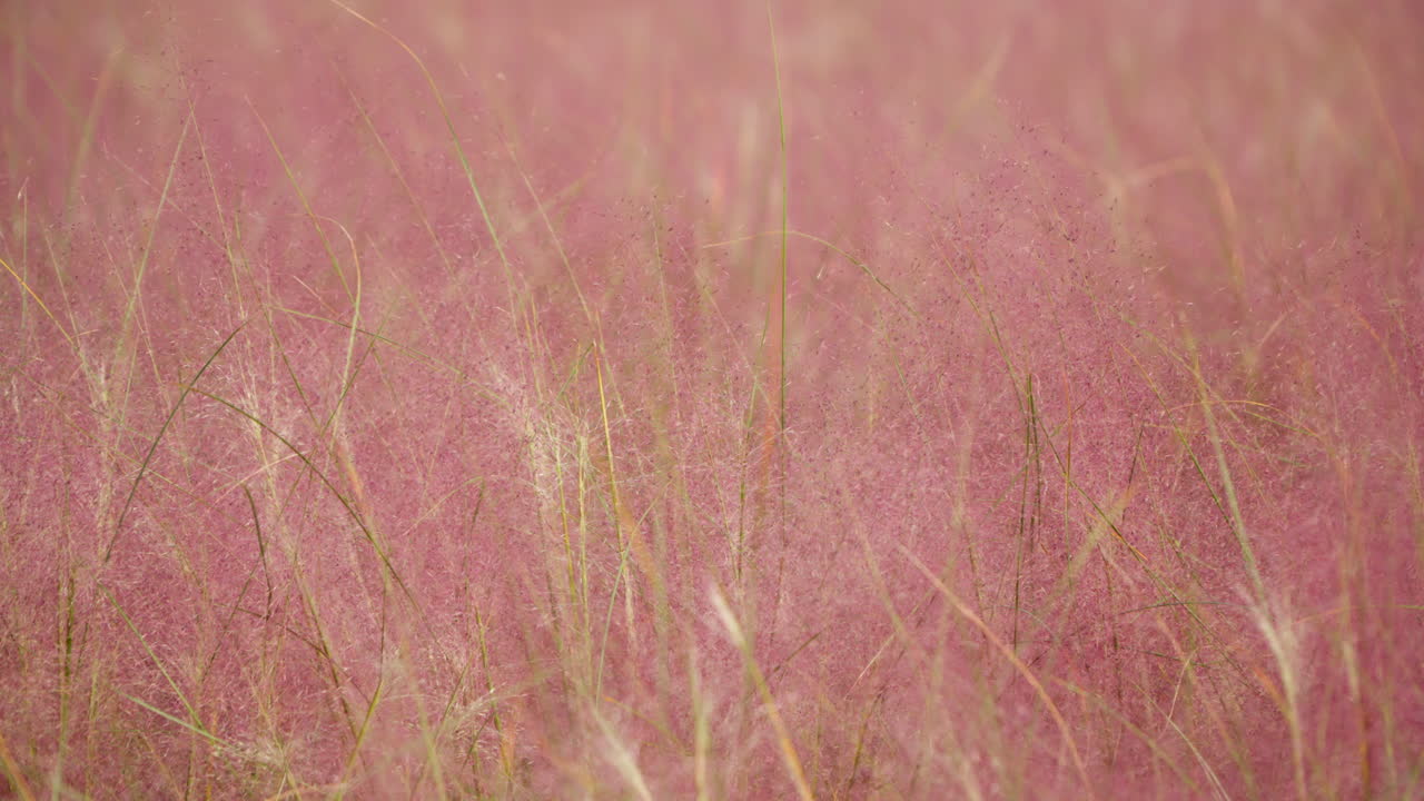 분홍색 muhly 잔디 천천히 흔들거나 muhlenbergia capillaris,  ⁇ 은 긴 잎과 작은 빨간색에서 분홍색 꽃을 가진 다년생 tufted 장식 잔디 - 자연 배경