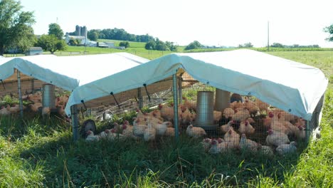 Lebendes-Huhn,-Truthahn,-Geflügelvögel-Im-Unterstand