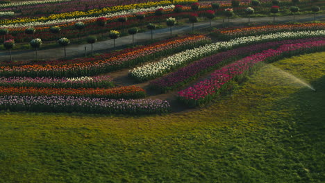 Valle-De-Flores-Con-Sistema-De-Riego-A-La-Luz-Del-Amanecer.-Coche-Viejo-En-El-Parque-De-Primavera.