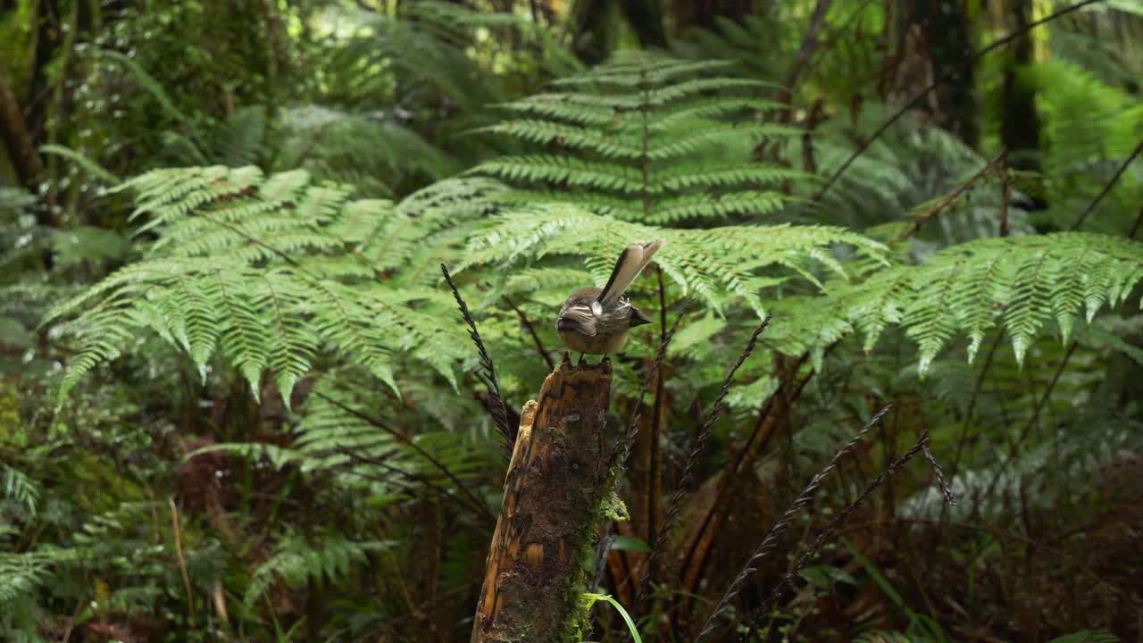 Fantail della Nuova Zelanda - Uccello Piwakawaka con felce arborea sullo sfondo nel Parco Nazionale di Mount Aspiring a Westland, Nuova Zelanda. - scatto ravvicinato