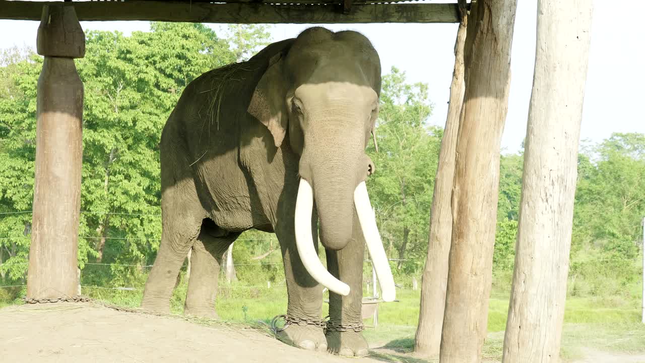 네팔의 치트완 국립공원 농장에서 큰 이빨을 가진 코끼리 마녀.