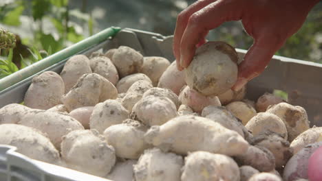 slow motion farmers hand picks up newly harvested potato from the crate