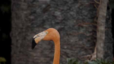 Nahaufnahmeporträt-Des-Amerikanischen-Flamingos-Auf-Ihren-Lebensräumen-Auf-Der-Yucatan-halbinsel-In-Südamerika